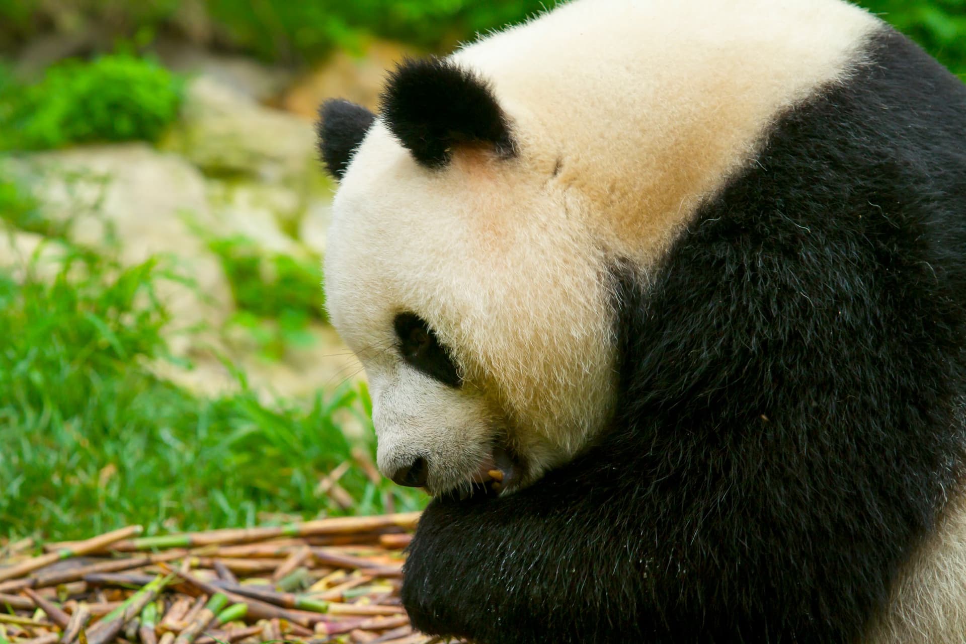 A giant panda eating bamboo in Chengdu, China.